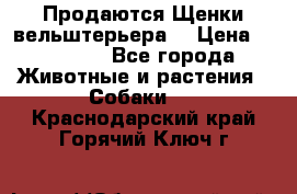 Продаются Щенки вельштерьера  › Цена ­ 27 000 - Все города Животные и растения » Собаки   . Краснодарский край,Горячий Ключ г.